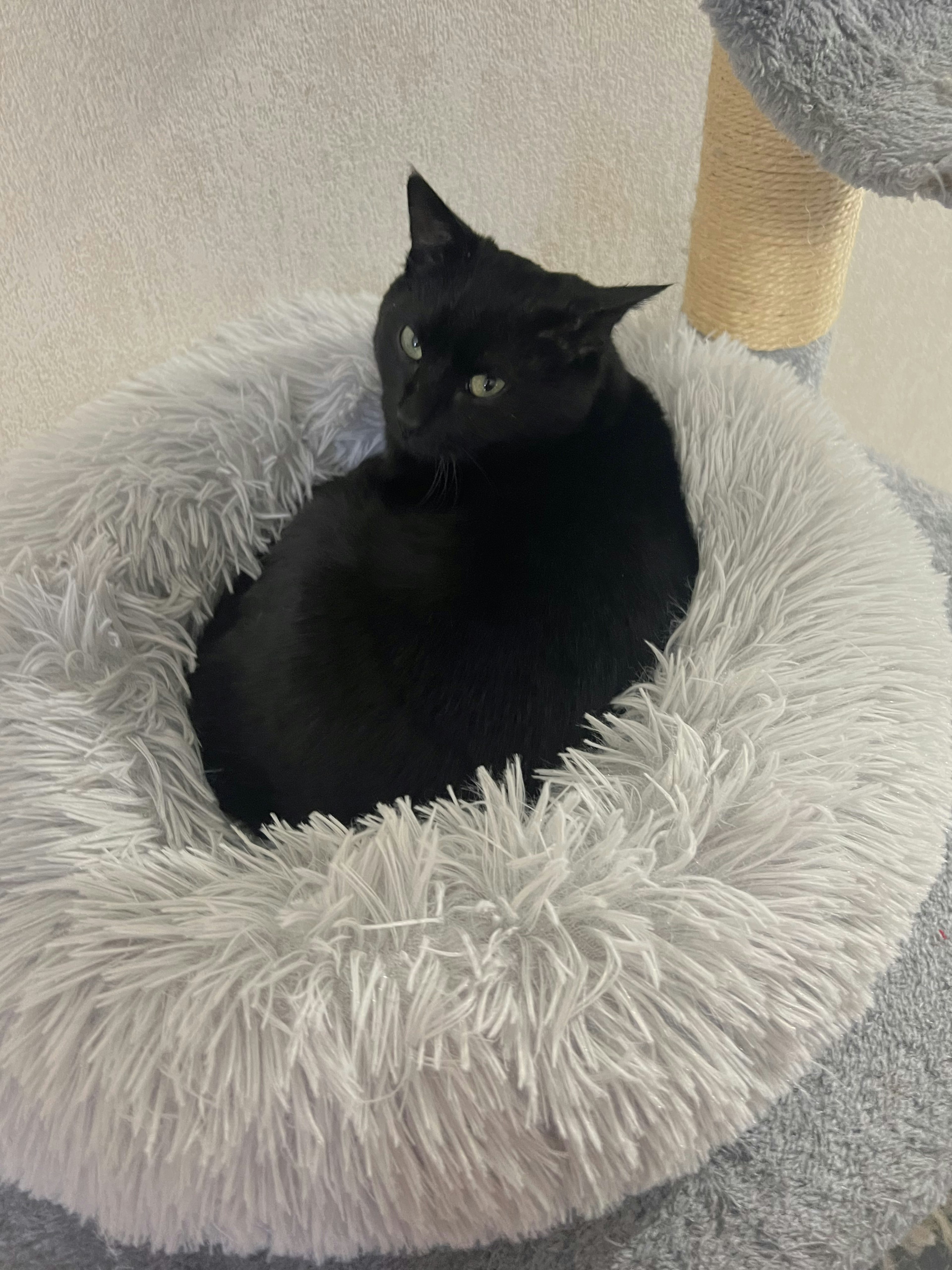 Picture of Scottie, a young black cat, laying in a white cat cushion, looking at the camera.